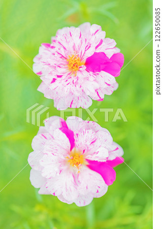 房屋周圍鮮花盛開,各種季節性花卉,色彩艷麗美麗,松針環繞著花壇。 房屋周圍鮮花盛開,各種季節性花卉,色彩艷麗美麗,松針環繞著花壇。 122650085