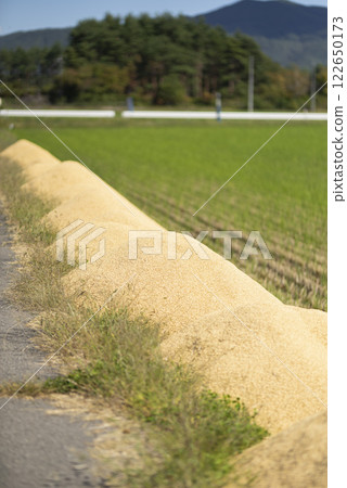 Rice husks left in a rice field after harvest Rice husks left in a rice field after harvest 122650173