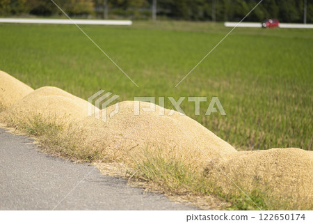 Rice husks left in a rice field after harvest 122650174