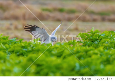 一隻雄性北鷂發現獵物後俯衝下來。 122650177