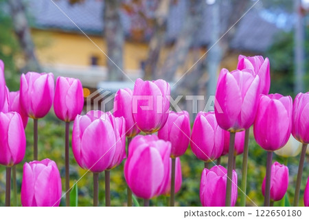 Early-blooming pink tulips at their best 122650180