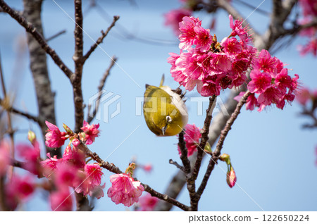 猩紅色的冷櫻桃和mezzo 猩紅色的冷櫻桃和mezzo 122650224