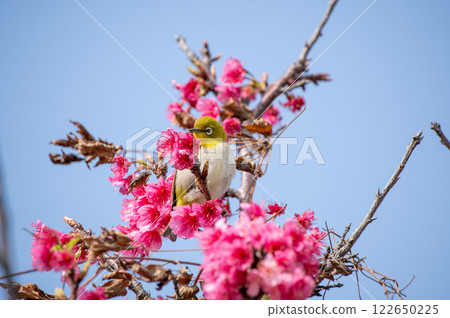 猩紅色的冷櫻桃和mezzo 122650225