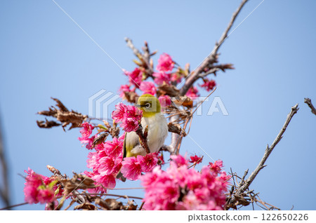 猩紅色的冷櫻桃和mezzo 122650226