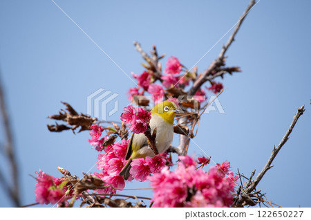 猩紅色的冷櫻桃和mezzo 猩紅色的冷櫻桃和mezzo 122650227