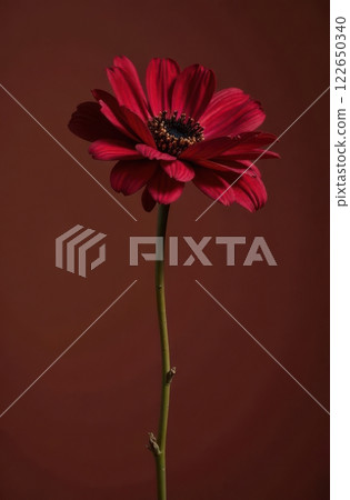 A vibrant red flower features broad petals and a slender green stem. It stands upright against a rich dark background, showcasing its natural beauty and elegance in a minimalist setting. 122650340