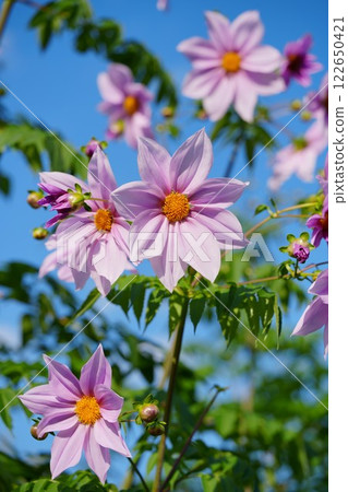 藍天和皇帝達利亞 122650421