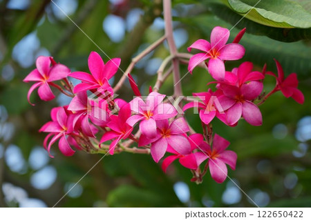 Red plumeria flowers Red plumeria flowers 122650422