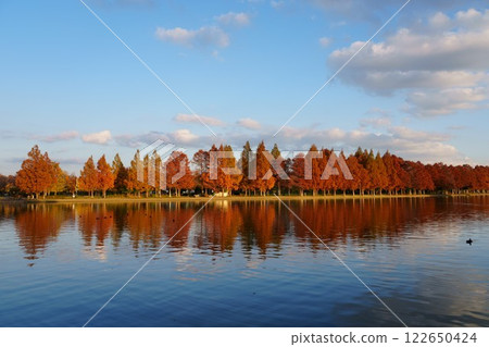 水元公園的愛合水庫和水杉葉 水元公園的愛合水庫和水杉葉 122650424