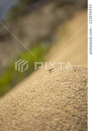 A red dragonfly resting on a rice husk 122650433