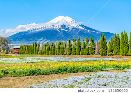 富士山與粉蝶花 ～ 山中湖花卉公園 ～ 122650663