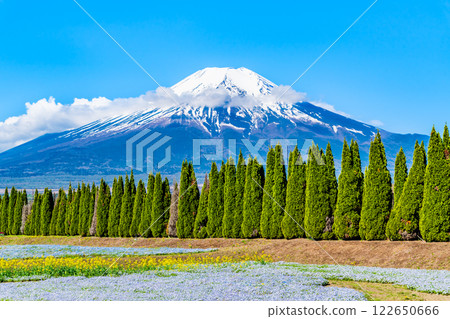 富士山與粉蝶花 ～ 山中湖花卉公園 ～ 122650666