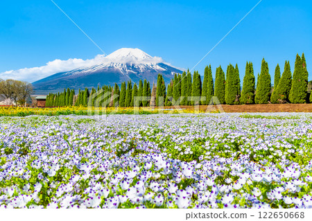 Mt. Fuji and Nemophila ~Yamanakako Flower Park~ 122650668