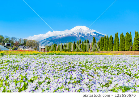 富士山與粉蝶花 ~ 山中湖花卉公園 ~ 富士山與粉蝶花 ~ 山中湖花卉公園 ~ 122650670