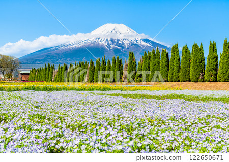 Mt. Fuji and Nemophila ~Yamanakako Flower Park~ Mt. Fuji and Nemophila ~Yamanakako Flower Park~ 122650671