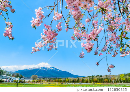 Mount Fuji and Cherry Blossoms - Lake Yamanaka Flower Park - Mount Fuji and Cherry Blossoms - Lake Yamanaka Flower Park - 122650835