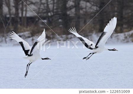 Red-crowned crane taking off Red-crowned crane taking off 122651009