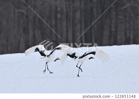 Japanese crane crane Japanese crane crane 122651148