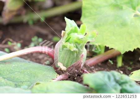 從土壤中出現的Fukinoto 122651253