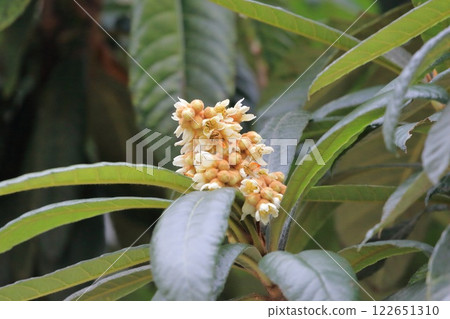 Loquat flower 122651310