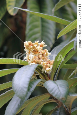 Loquat flower Loquat flower 122651311