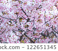 The chestnut of cherry blossoms in full bloom sucking honey 122651345