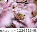 Early-blooming Komuro cherry blossoms 122651346