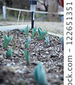 Tulip buds herald the arrival of spring 122651351