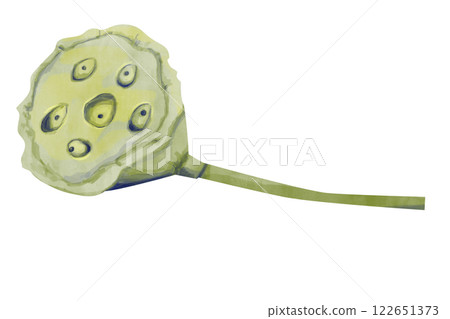 Watercolor Textured Lotus Seed Box, Vivid Textured Illustration for Print, Web and Textiles	 122651373