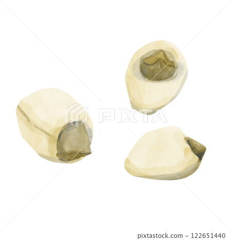 Watercolor Lotus Seeds Three Pieces, Vivid Textured Illustration for Print, Web and Textile 122651440