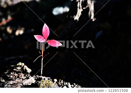 嫩葉在光線中漂浮 122651508