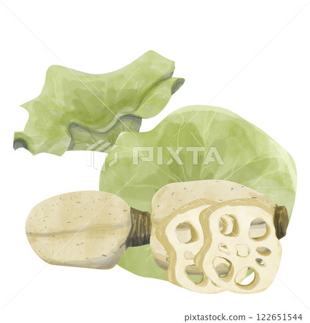 Watercolor Lotus Illustration: Big Leaves, Root, Root Slices, Ready-Made Template Composition for Printing, Web and Textiles 122651544