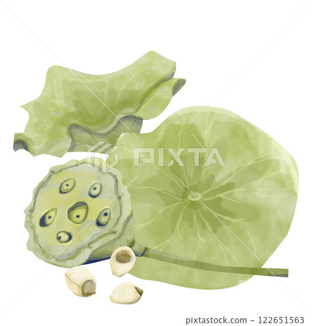 Watercolor Lotus Illustration: Leaves, Seed Box and Seeds, Ready-Made Template Composition for Printing, Web and Textiles 122651563