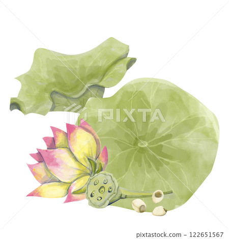 Watercolor Illustration of Big Burdock Leaves, Lotus Flower, Lotus Seeds, Box with Seeds, Ready-made Template Composition for Printing, Web and Textile 122651567
