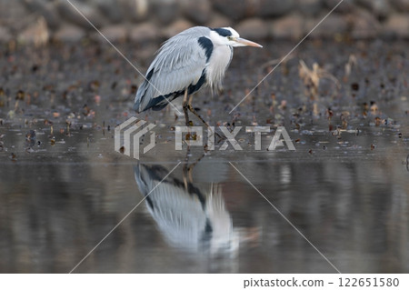 Ao-sama that aims at fish 122651580