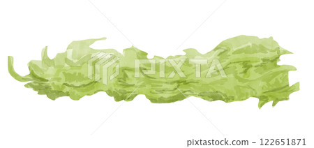 Watercolor Fresh Iceberg Lettuce Leaf One Isolated Illustration for Print and Web 122651871