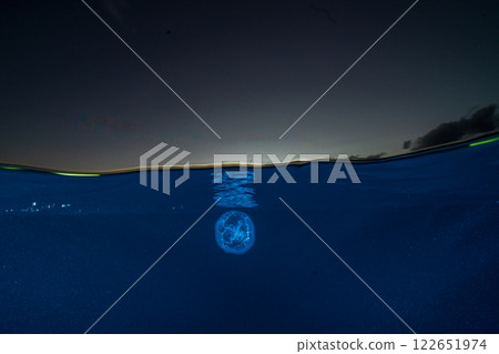 Moon jellyfish drifting in the ocean at dusk, Ogasawara Moon jellyfish drifting in the ocean at dusk, Ogasawara 122651974