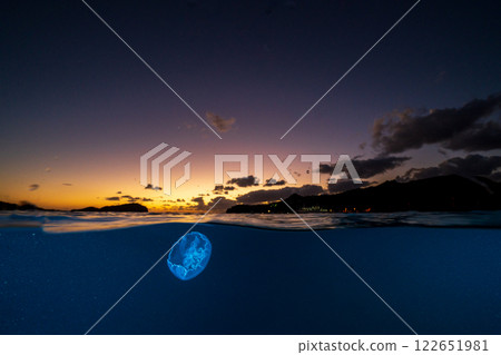 Moon jellyfish drifting in the ocean at dusk, Ogasawara 122651981