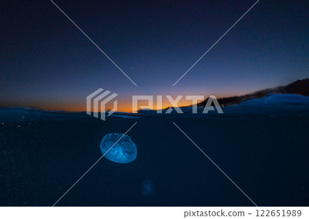 Moon jellyfish drifting in the ocean at dusk, Ogasawara Moon jellyfish drifting in the ocean at dusk, Ogasawara 122651989