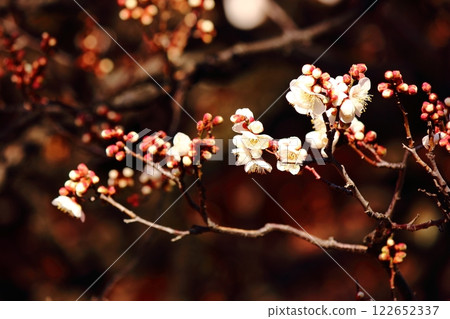 The plum blossoms in the grounds of Fukuzo-in Temple have begun to bloom (3) The plum blossoms in the grounds of Fukuzo-in Temple have begun to bloom (3) 122652337