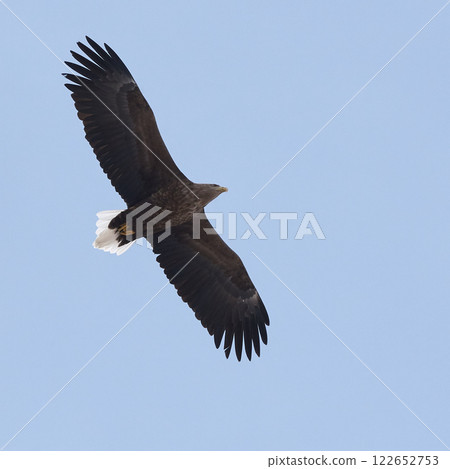 White-tailed eagle 122652753