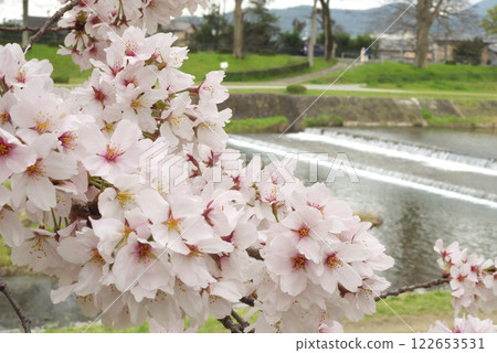 春天,日本京都鴨川沿岸的櫻花盛開 春天,日本京都鴨川沿岸的櫻花盛開 122653531