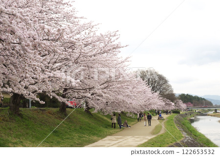 春天,日本京都鴨川沿岸的櫻花盛開 春天,日本京都鴨川沿岸的櫻花盛開 122653532