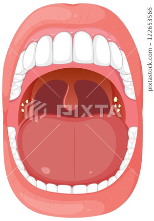 Open Mouth Anatomy Illustration Open Mouth Anatomy Illustration 122653566