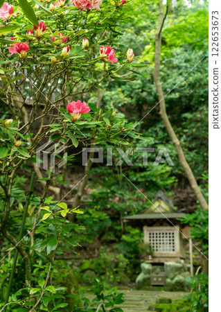西南院的杜鵑花和神社 122653673