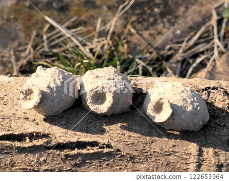 The three Tokkuri bee brothers are firmly fixed in place The three Tokkuri bee brothers are firmly fixed in place 122653964