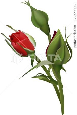 Red roses and budding blooms flourish against a white background, forming a delicate and romantic floral arrangement that embodies beauty and elegance 122654479