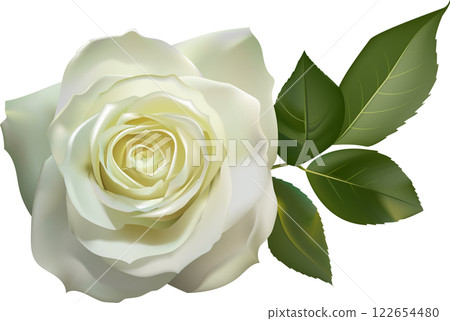 Realistic white rose with green leaves blooming on a white background, perfect for wedding invitations, greeting cards, or any design project that needs a touch of elegance and beauty 122654480