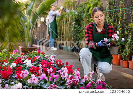 Young woman horticulturist inspects cyclamen in pots 122654690