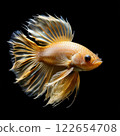 the AI Image Generator, Elegant Golden Fish With Flowing Fins on Black Background 122654708
